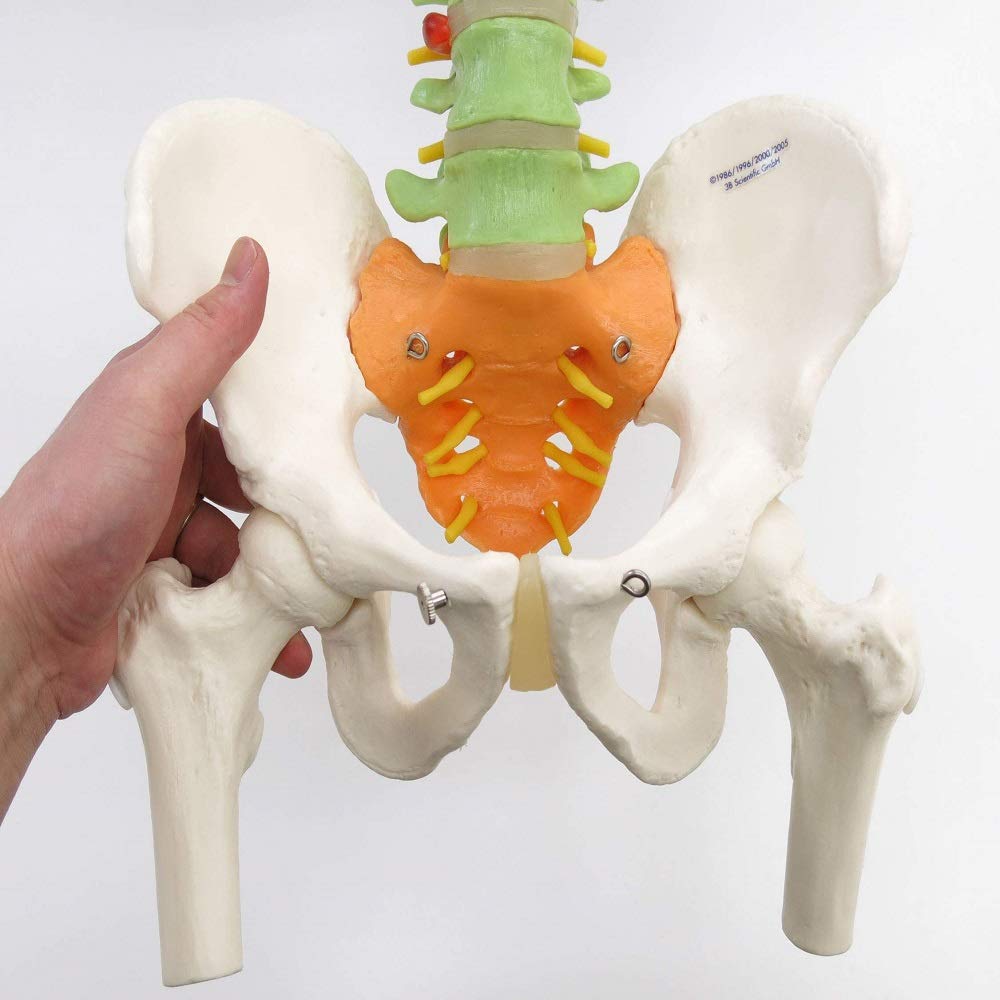 3b-scientific-didaktische-flexible-wirbels-ule-a58-9-82-cm-mit-oberschenkelk-pfe image 8