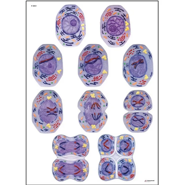 3b-scientific-lehrtafel-zellteilung-ii-meiose-anatomie-poster-84x200-cm-mit-holz image 1