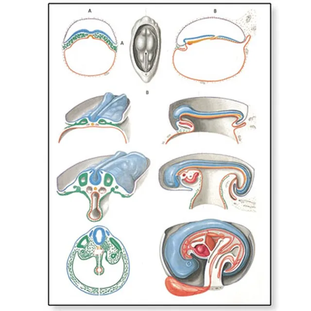 3b-scientific-lehrtafel-embryologie-ii-anatomie-poster-84x200-cm-mit-holzbest-bu image 1