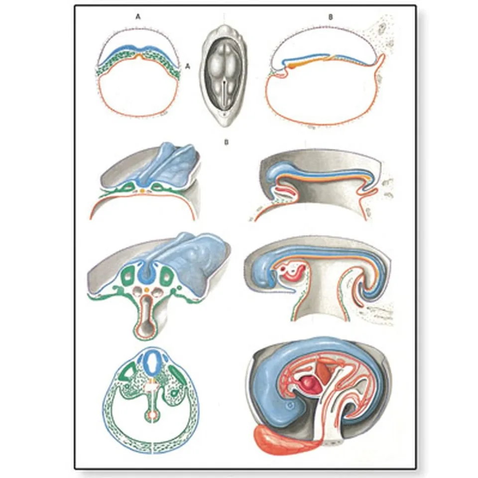3b-scientific-lehrtafel-embryologie-ii-anatomie-poster-84x200-cm-mit-holzbest-bu image 1