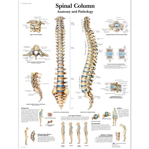 3b-scientific-lehrtafel-wirbels-ule-laminiert-anatomieposter image 3