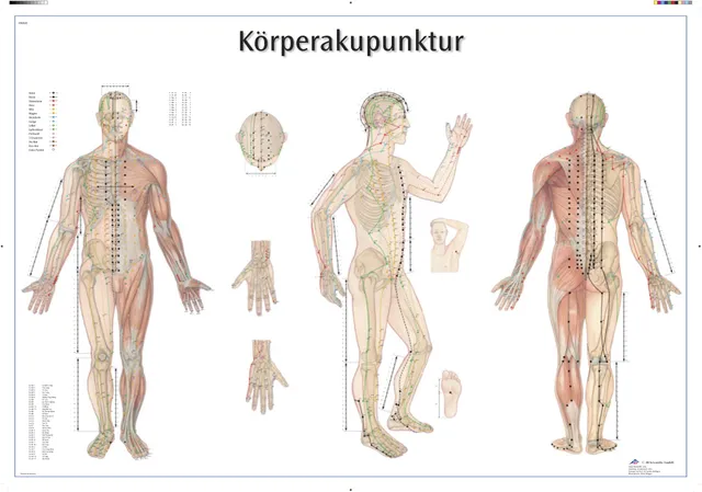 3b-scientific-k-rperakupunktur-lehrtafel-ganzk-rper-akupunkturpunkte-meridiane-9 image 1
