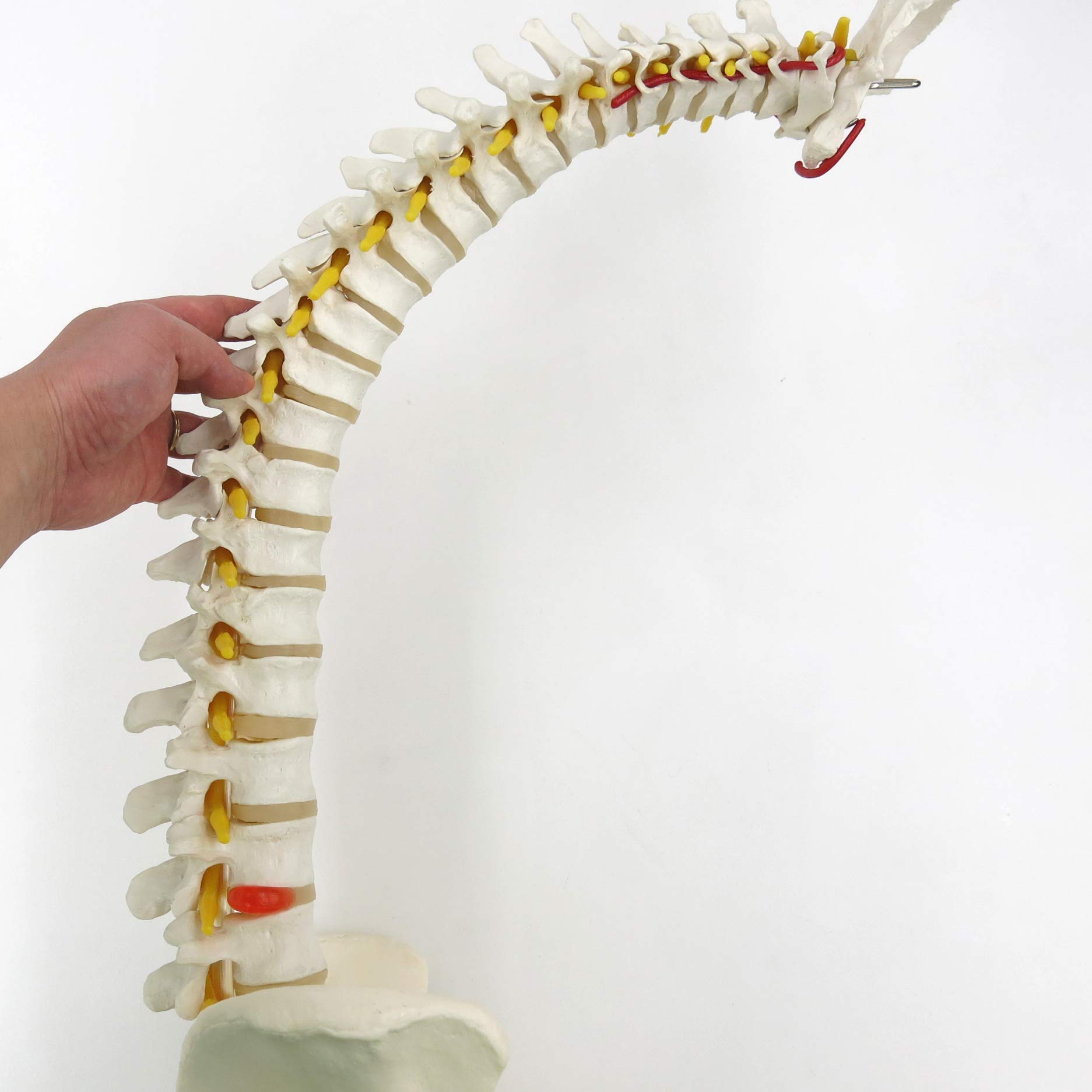 3b-scientific-flexible-wirbels-ule-klassisch-lebensgro-mit-becken-und-3b-smart-a image 3