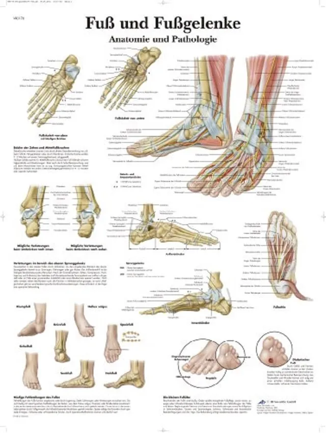 3b-scientific-lehrtafel-fu-und-fu-gelenke-laminiert-anatomie-und-pathologie-50x6 image 1