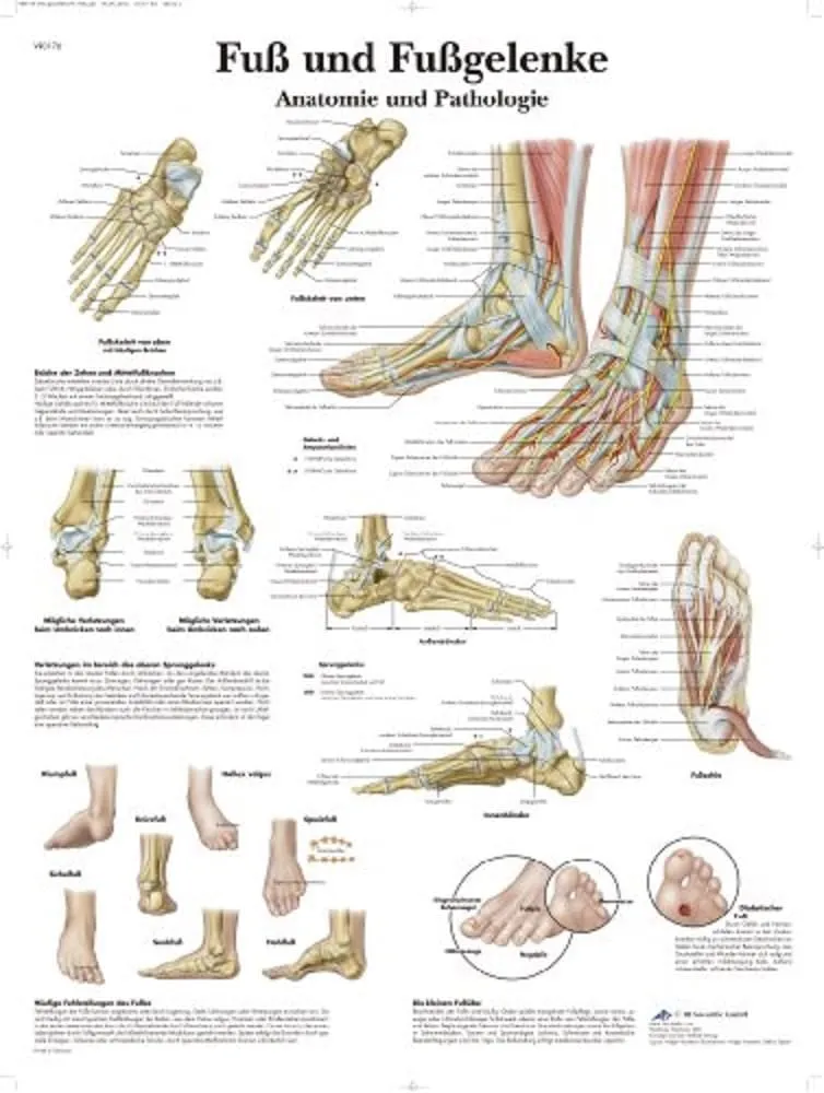 3b-scientific-lehrtafel-fu-und-fu-gelenke-laminiert-anatomie-und-pathologie-50x6 image 1
