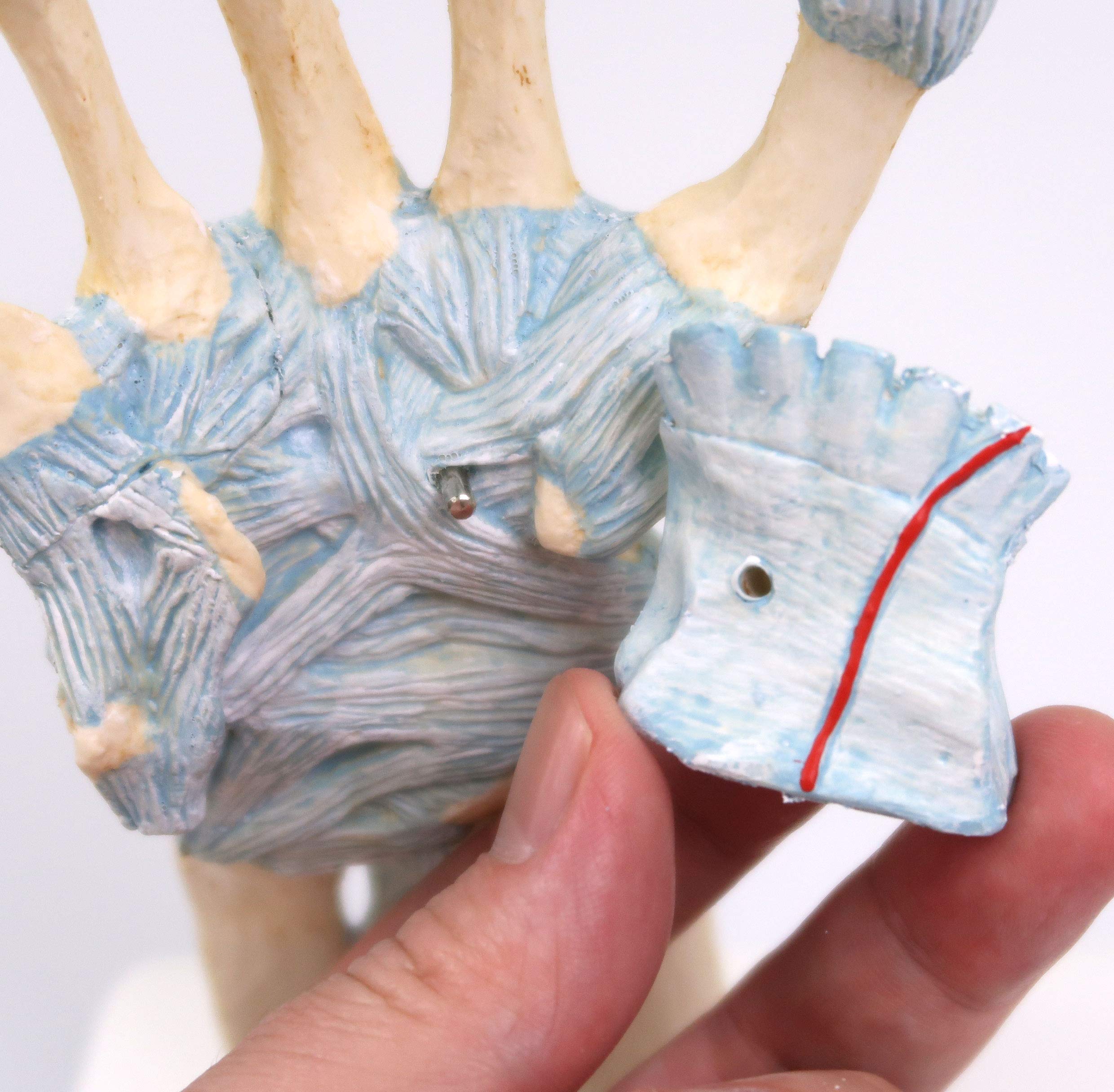 3b-scientific-handskelett-modell-handknochen-mit-b-ndern-karpaltunnel-smart-anat image 6