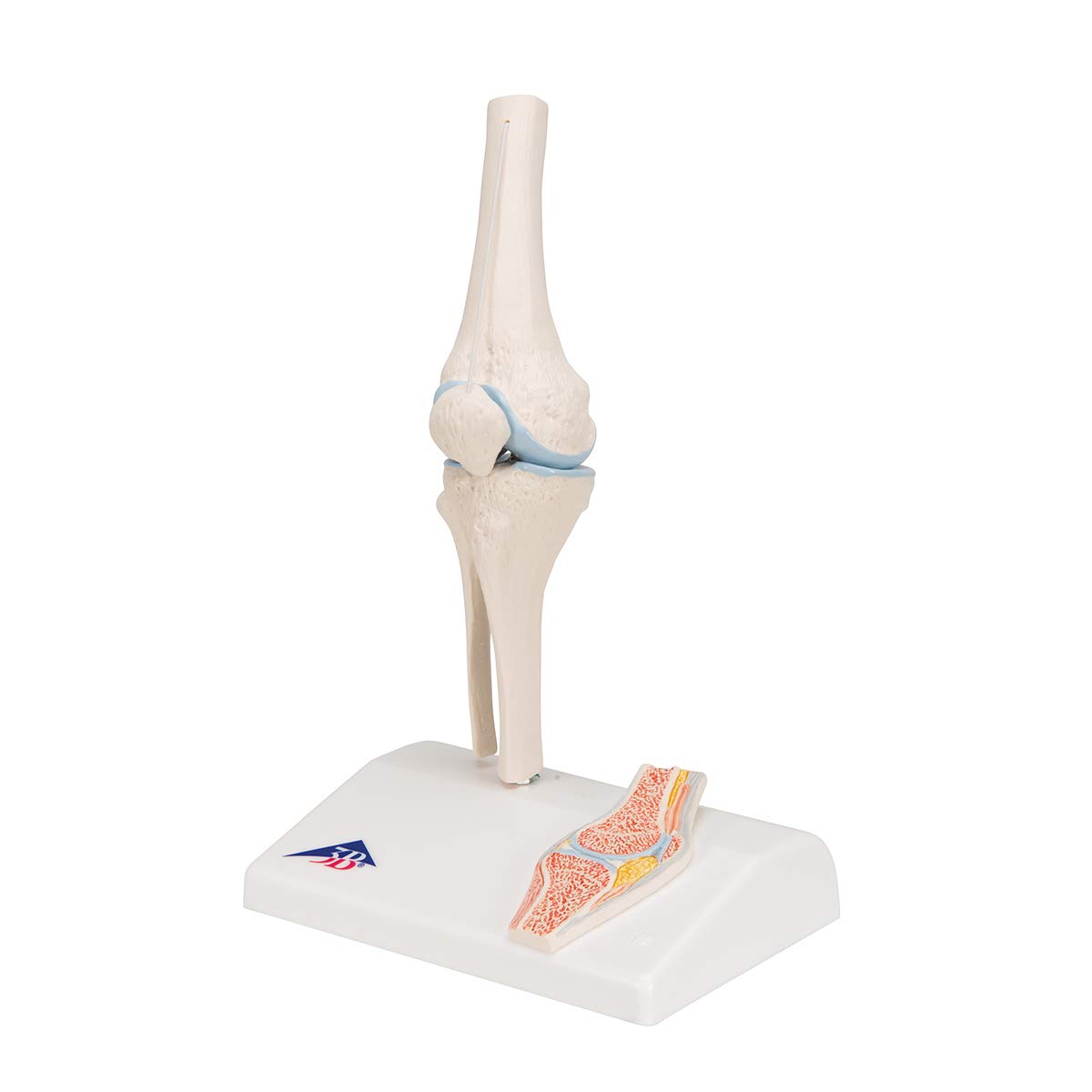 3b-scientific-mini-kniegelenkmodell-mit-querschnitt-a85-1-3b-smart-anatomy-app image 5
