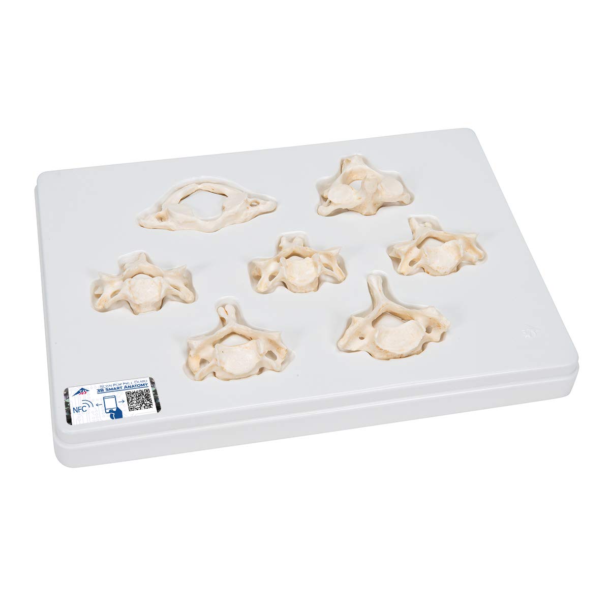 3b-scientific-set-mit-7-halswirbeln-bonelike-halswirbelmodelle-auf-sockel image 1