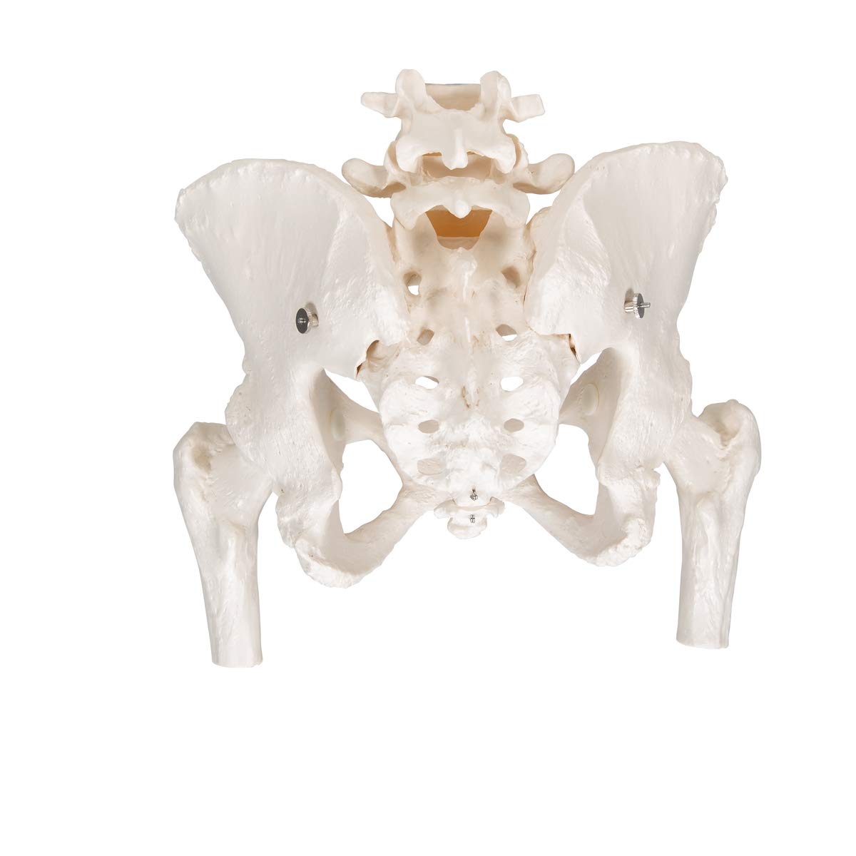 3b-scientific-weibliches-beckenskelett-lebensgro-mit-smart-anatomy-app image 4