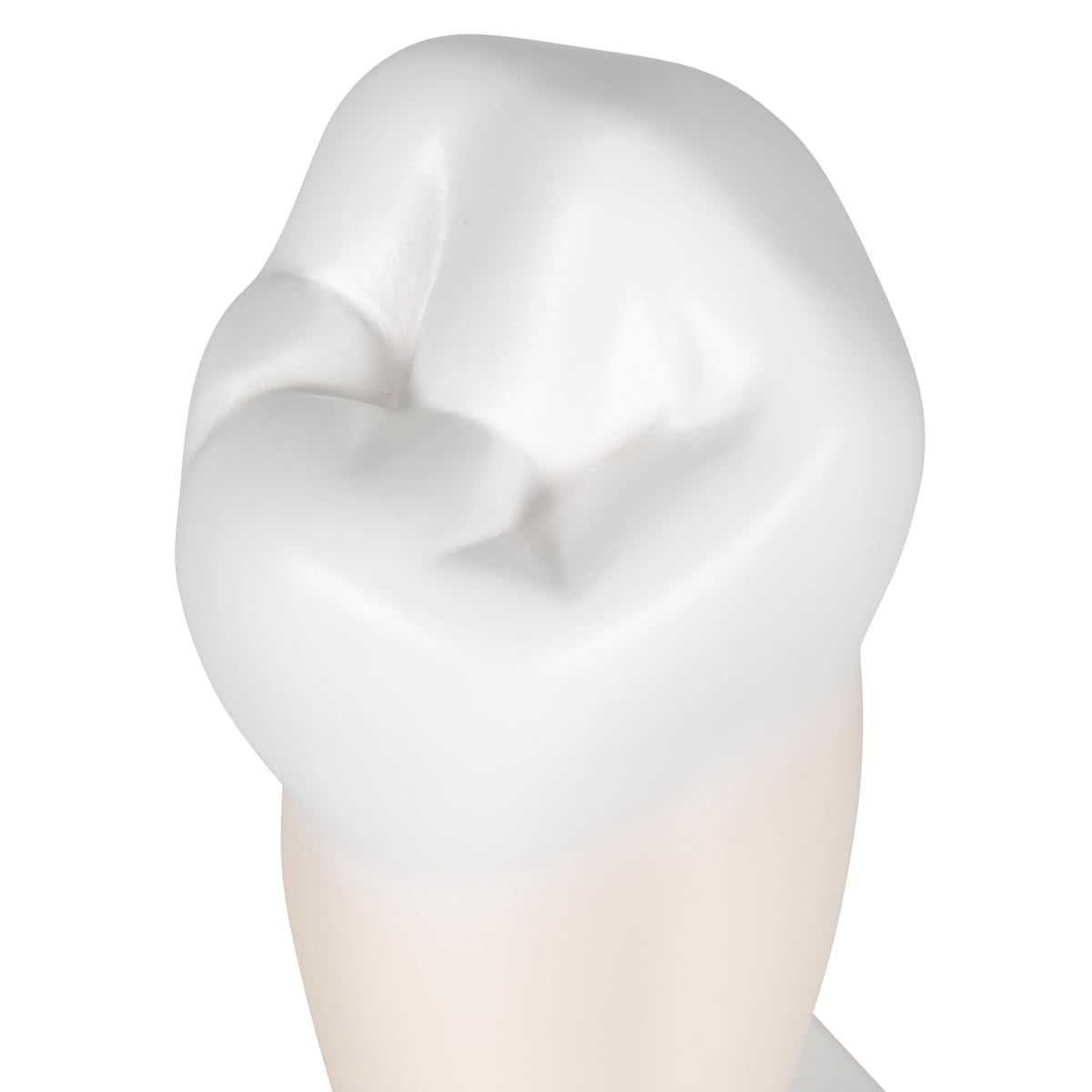 3b-scientific-unterer-einwurzeliger-pr-molar-zahnmodell-auf-stativ-3b-smart-anat image 7