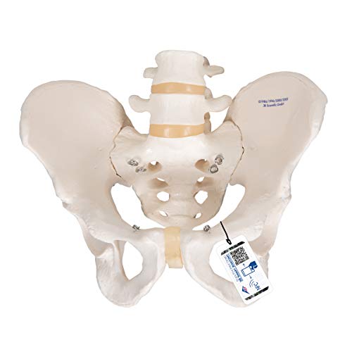 3b-scientific-3b-smart-anatomy-a61-beckenskelett-dame-weibliches-beckenmodell-mi image 4