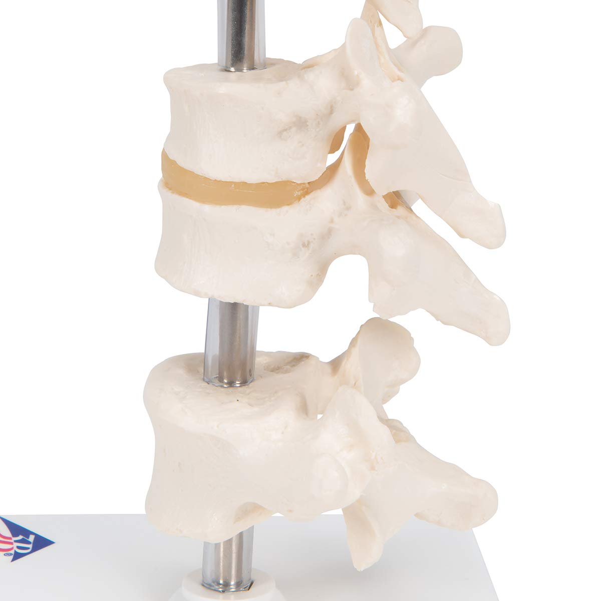 3b-scientific-6-modellwirbel-auf-stativ-22-cm-smart-anatomy-app image 8