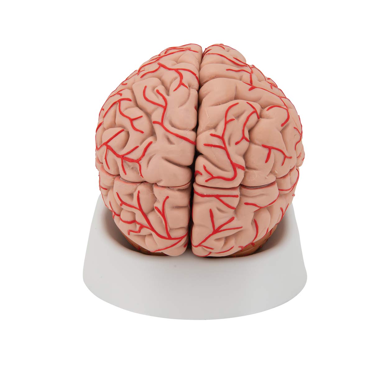 3b-scientific-gehirn-modell-mit-arterien-3b-smart-anatomy-app-anatomie-gehirn image 4