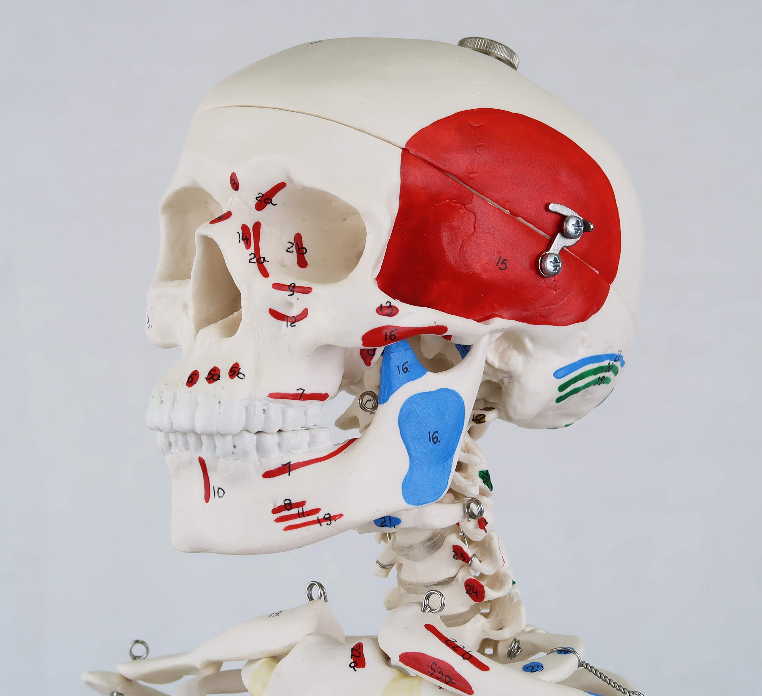 3b-scientific-mini-skelett-shorty-85-cm-mit-muskelbemalung-und-3-teiligem-sch-de image 2