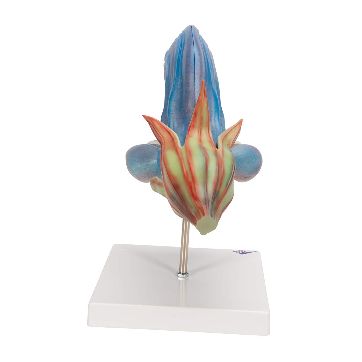 3b-scientific-wiesensalbeibl-te-salvia-pratensis-modell-zerlegbar image 3