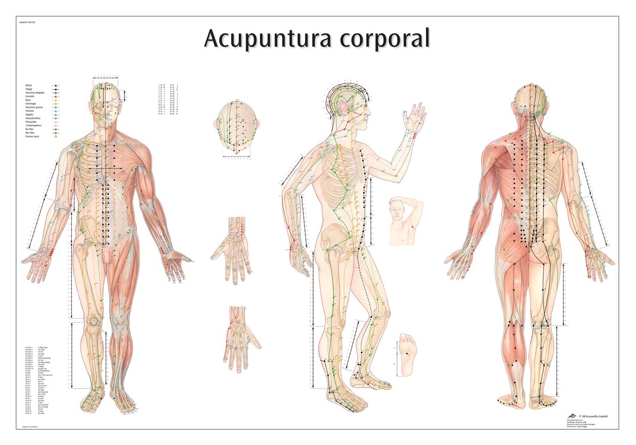 3b-scientific-lehrtafel-acupuntura-de-la-oreja-ohrakupunktur-vr3820l-laminiert image 2