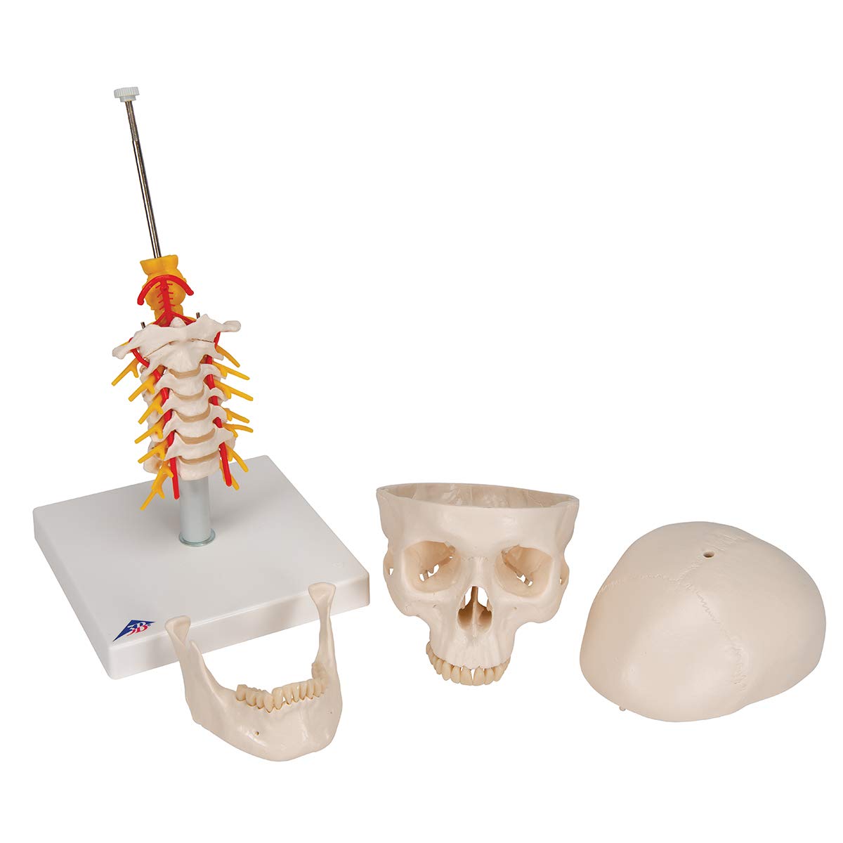 3b-scientific-klassisches-sch-delmodell-4-teilig-auf-halswirbels-ule-lebensgro image 5