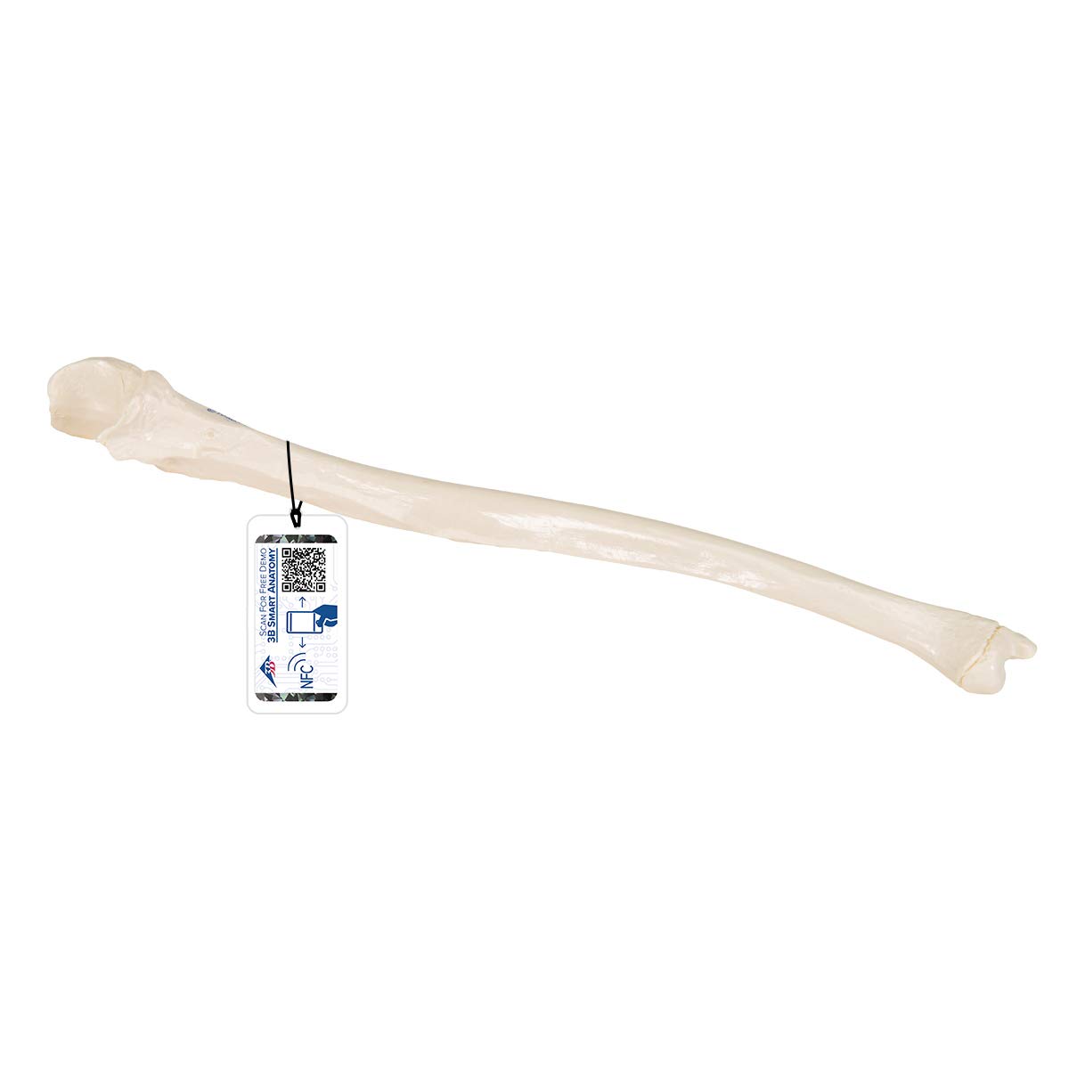 3b-scientific-ellenknochen-modell-ulna-unterarmknochen-replik-smart-anatomy-app image 1