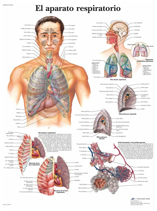 3b-scientific-vr3322uu-lehrtafel-atmungsapparat-anatomie-poster-50-x-67-cm image 1
