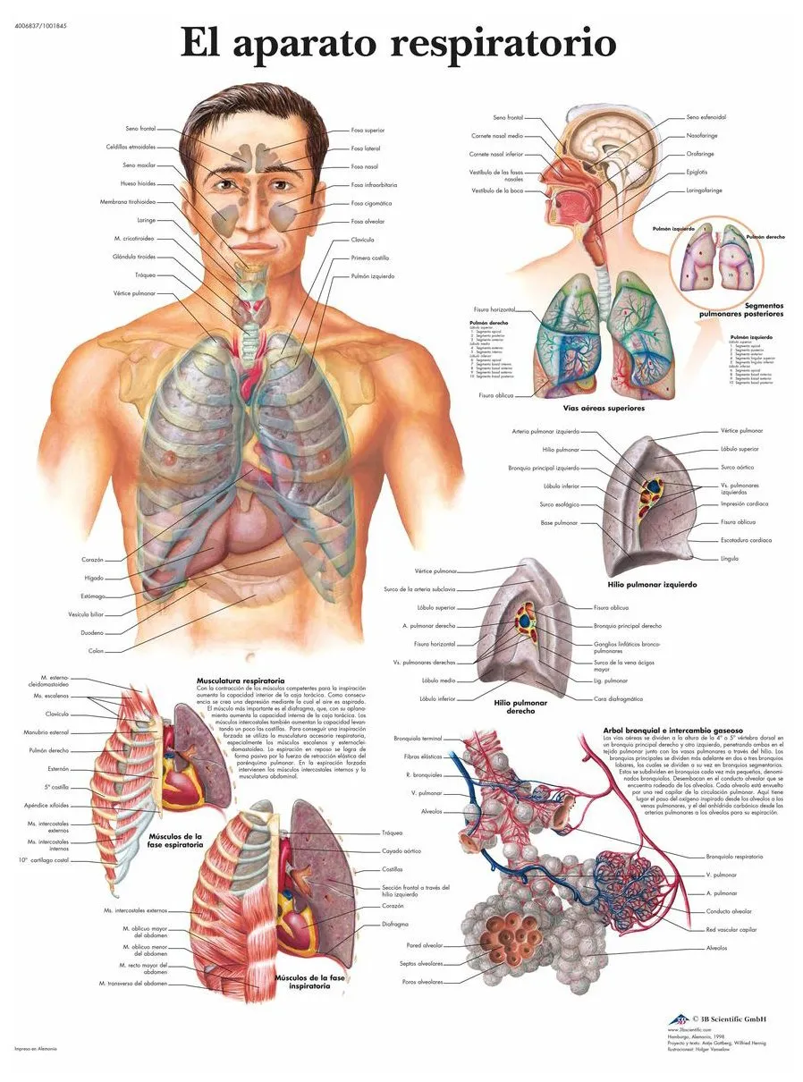 3b-scientific-vr3322uu-lehrtafel-atmungsapparat-anatomie-poster-50-x-67-cm image 1