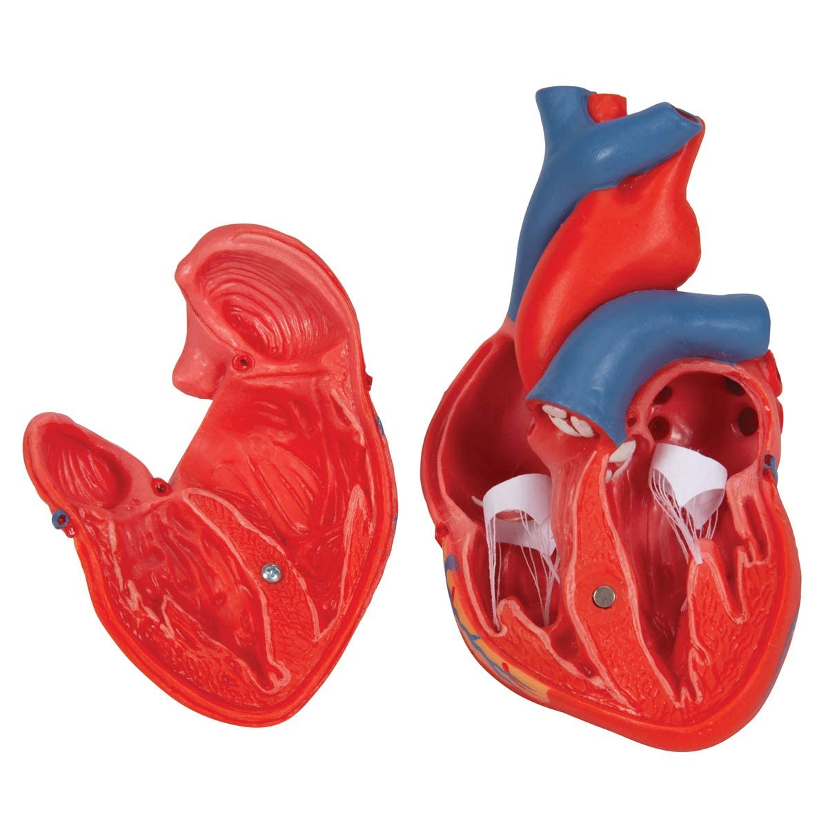 3b-scientific-klassisches-herzmodell-lebensgro-2-teilig-mit-smart-anatomy-app image 6