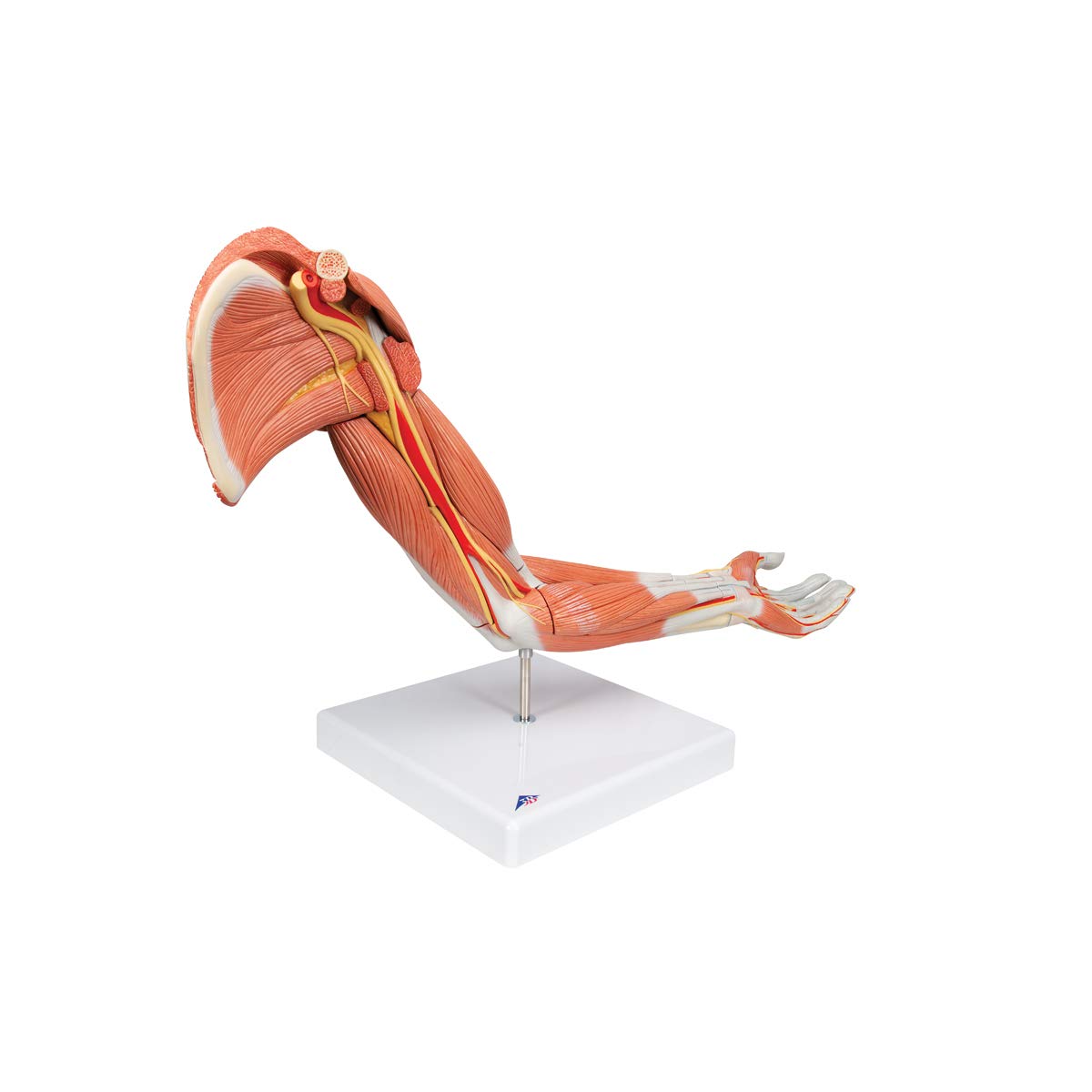 3b-scientific-armmuskel-modell-6-teilig-arm-und-schultermodell-mit-abnehmbaren-m image 2