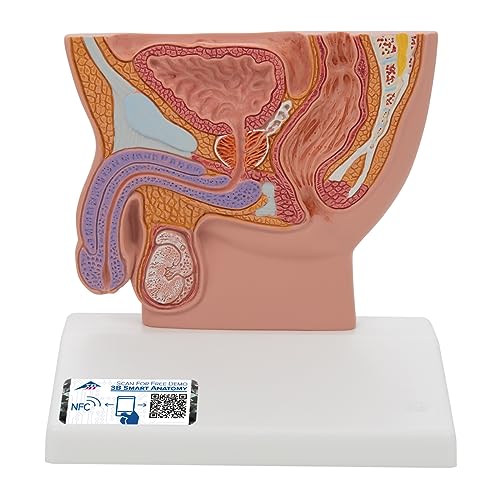 3b-scientific-m-nnliches-beckenschnitt-modell-lebensgro-pvc-mit-smart-anatomy image 4