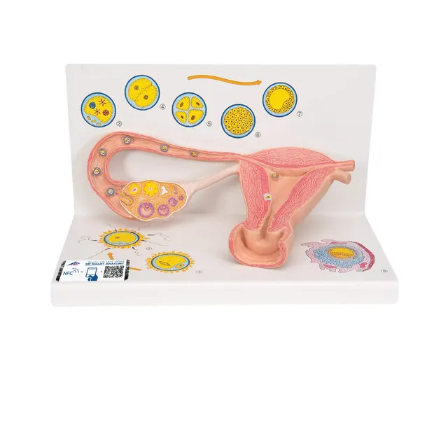 3b-scientific-eierstockmodell-2-fach-vergr-ert-anatomiemodell-mit-befruchtung-ze image 1