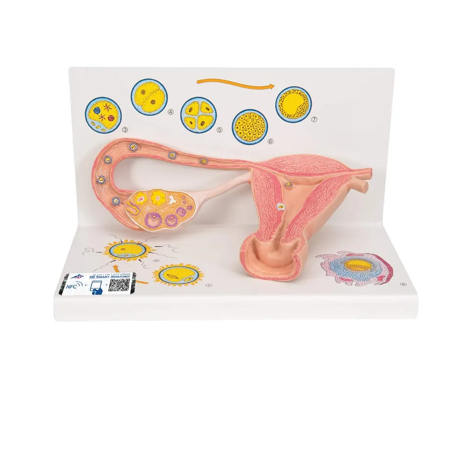 3b-scientific-eierstockmodell-2-fach-vergr-ert-anatomiemodell-mit-befruchtung-ze image 1