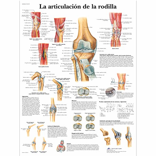 3b-scientific-lehrtafel-kniegelenk-anatomieposter-papier-50-x-67-cm image 4