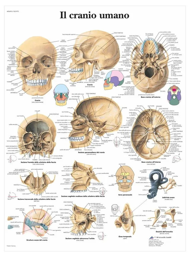 3b-scientific-lehrtafel-menschlicher-sch-del-anatomieposter-sch-delknochen-50-x- image 1