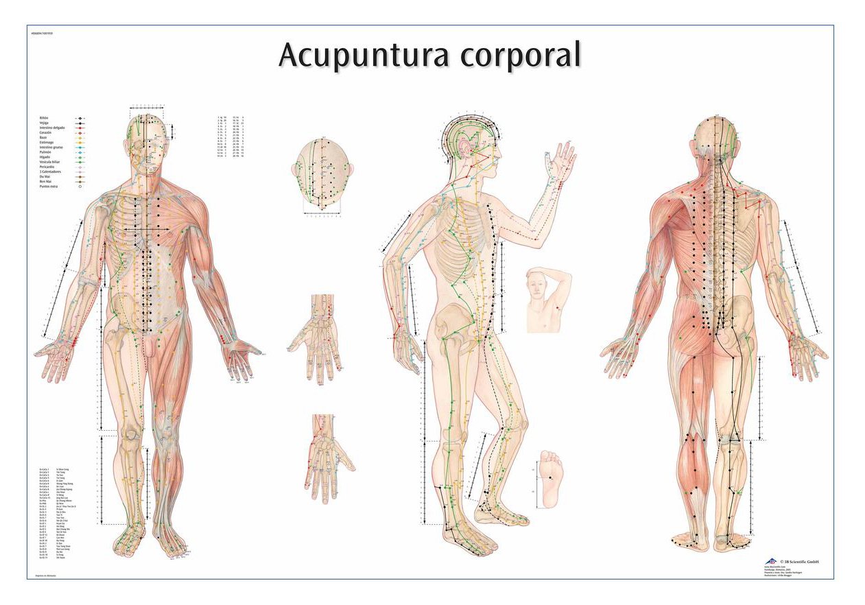 3b-scientific-lehrtafel-acupuntura-de-la-oreja-ohrakupunktur-vr3820l-laminiert image 1