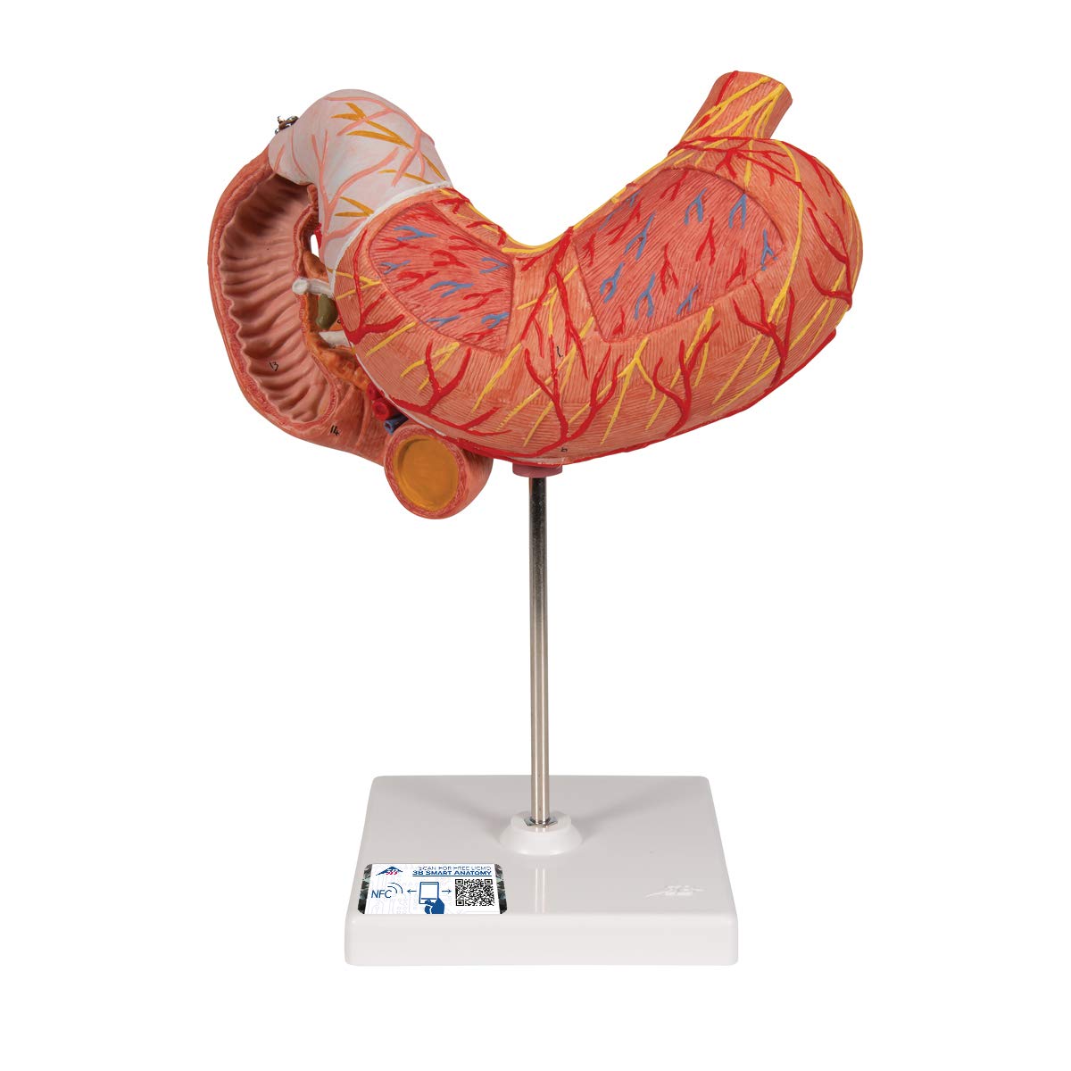 3b-scientific-magenmodell-3-teilig-anatomiemodell-aus-pvc image 1