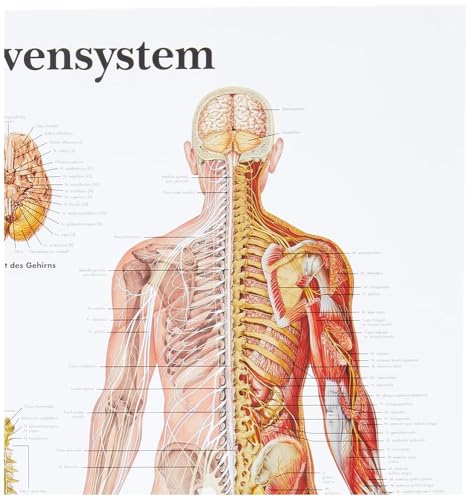 3b-scientific-vr0620uu-lehrtafel-das-nervensystem-anatomieposter-f-r-unterricht- image 7