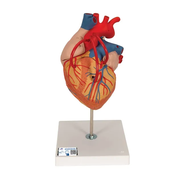 3b-scientific-herz-mit-bypass-2-fache-gr-e-4-teilig-g06-smart-anatomy-app image 1