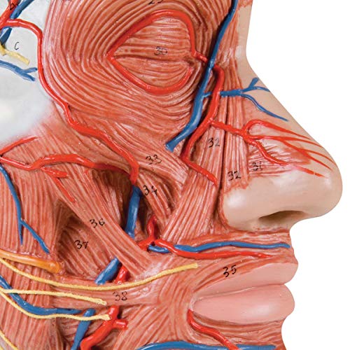 3b-scientific-halber-kopf-mit-muskulatur-lebensgro-es-sagittal-modell image 6