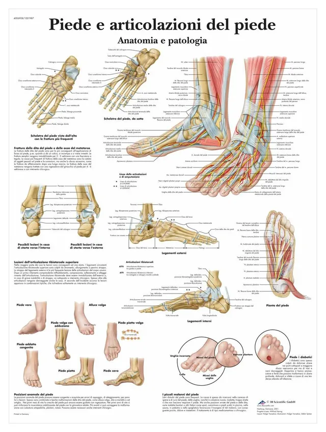 3b-scientific-lehrtafel-fu-und-sprunggelenk-anatomieposter-50x67-cm image 1
