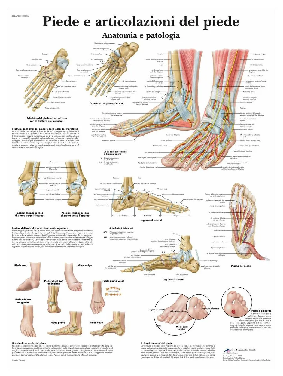 3b-scientific-lehrtafel-fu-und-sprunggelenk-anatomieposter-50x67-cm image 1