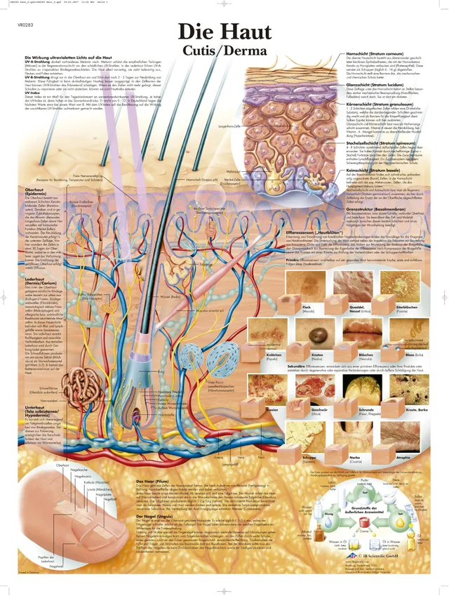 3b-scientific-anatomietafel-menschliche-haut-deutsch-papier-50x67-cm image 1