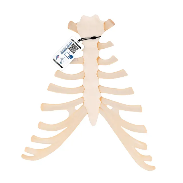 3b-scientific-brustbeinmodell-mit-rippenknorpel-pvc-smart-anatomy-app image 1