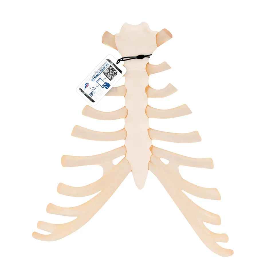 3b-scientific-brustbeinmodell-mit-rippenknorpel-pvc-smart-anatomy-app image 1