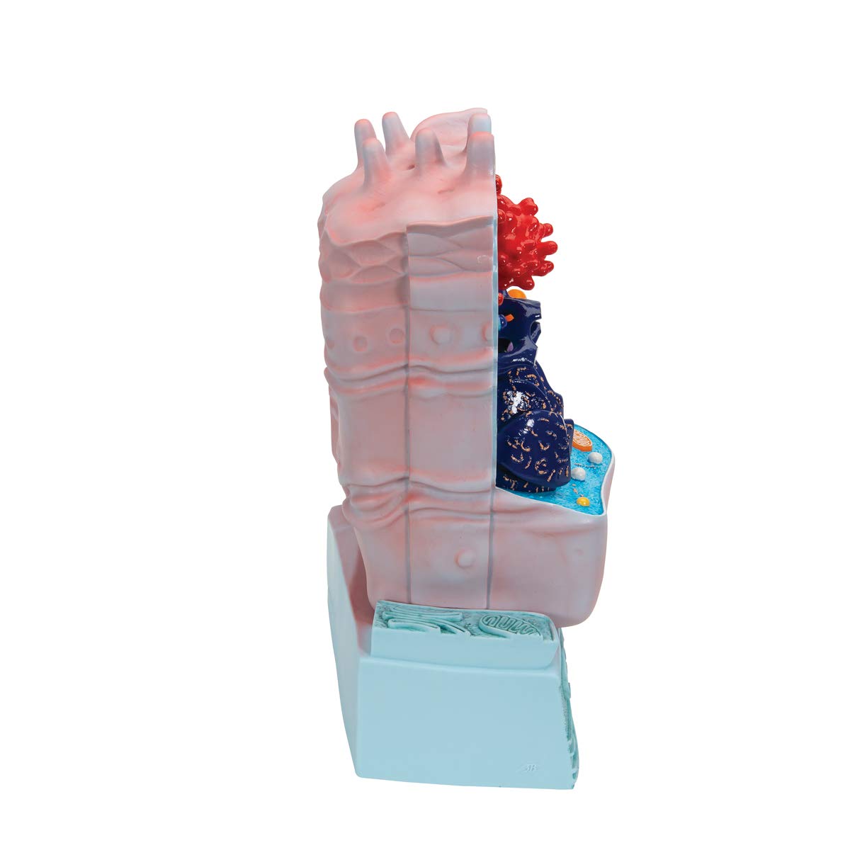 3b-scientific-r04-tierzellenmodell-biologie-lehrmodell image 3