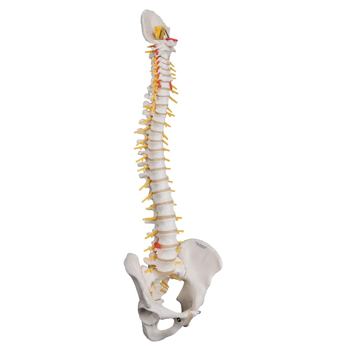 3b-scientific-flexible-luxus-wirbels-ule-ohne-stativ-mit-bandscheibenvorfall-l3- image 2
