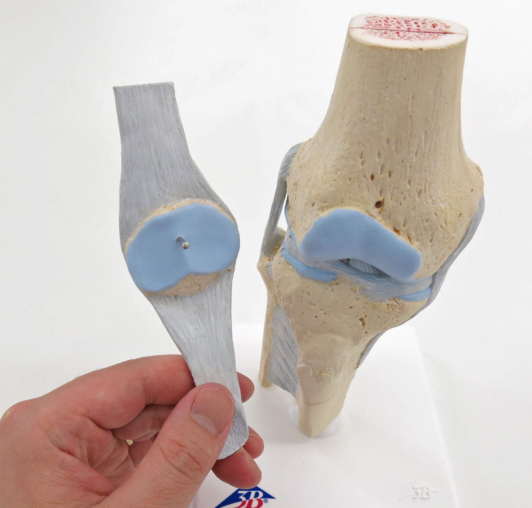 3b-scientific-gelenkschnitt-modell-knie-3-teilig-kniegelenk-schnittmodell image 4