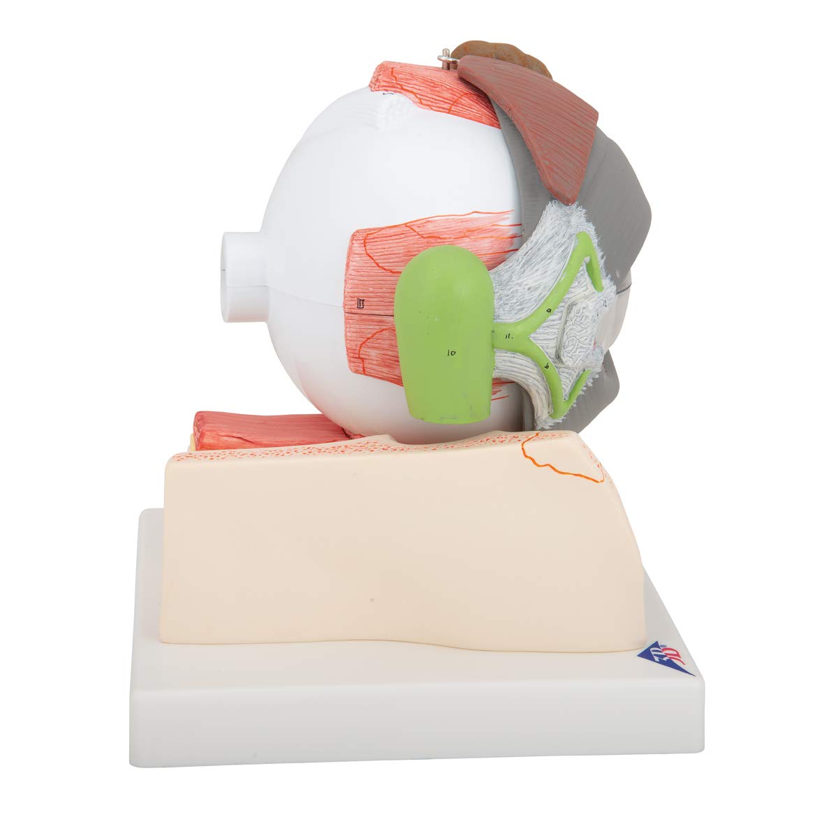 3b-scientific-auge-5-fache-gr-e-8-teilig-auf-augenh-hle-f12-smart-anatomy image 3