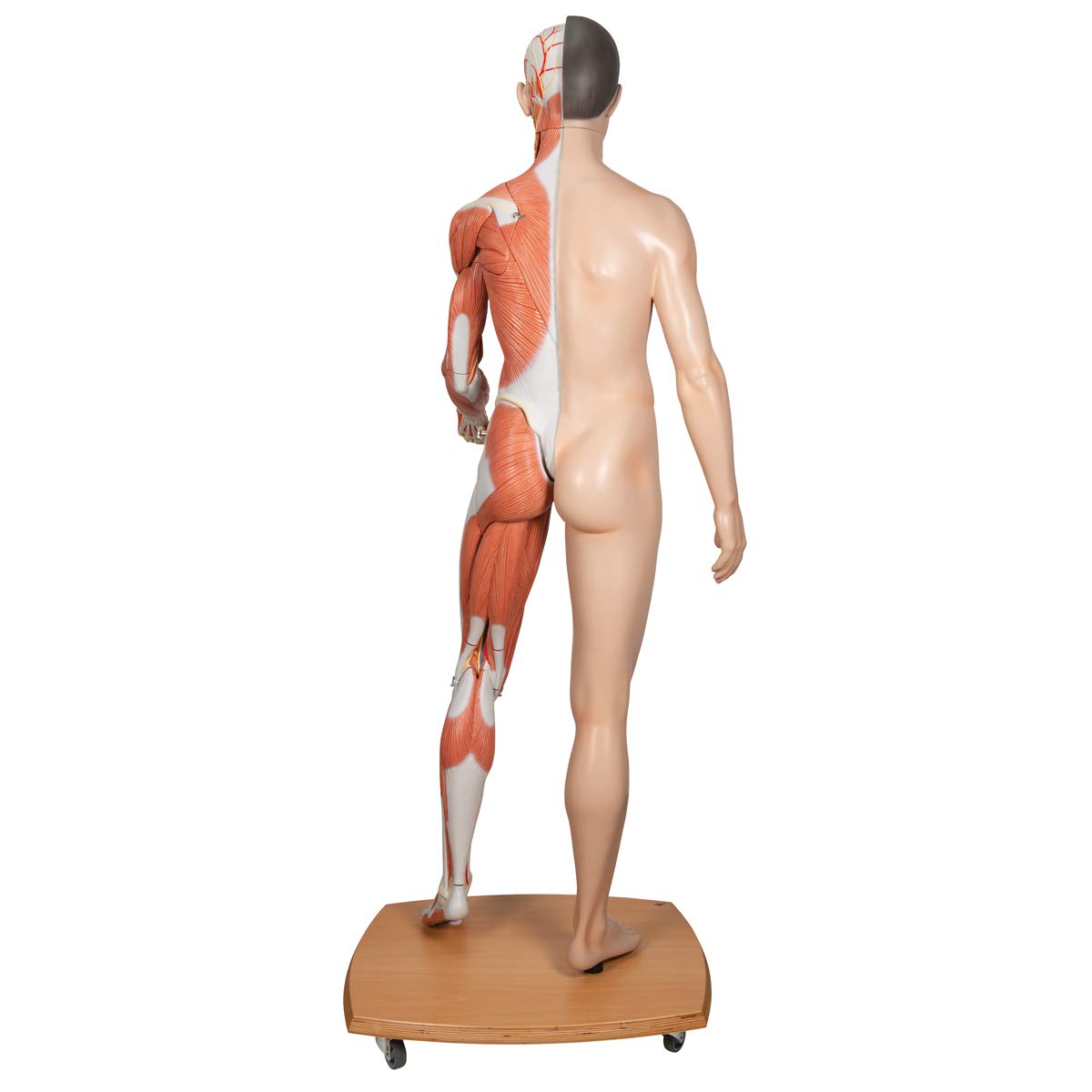 3b-scientific-muskelfigur-asiatisch-lebensgro-zweigeschlechtig-39-teilig-smart-a image 2