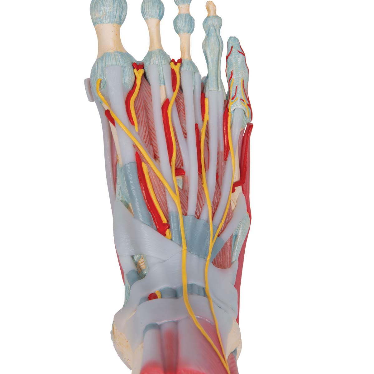 3b-scientific-m34-1-fu-skelettmodell-mit-b-ndern-und-muskeln-smart-anatomy image 6