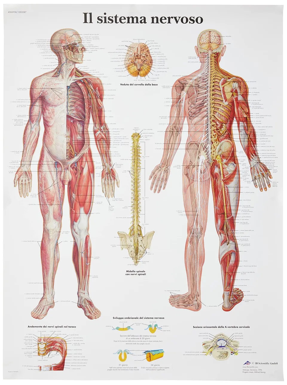 3b-scientific-anatomietafel-nervensystem-italienisch-50x67-cm-papier image 1