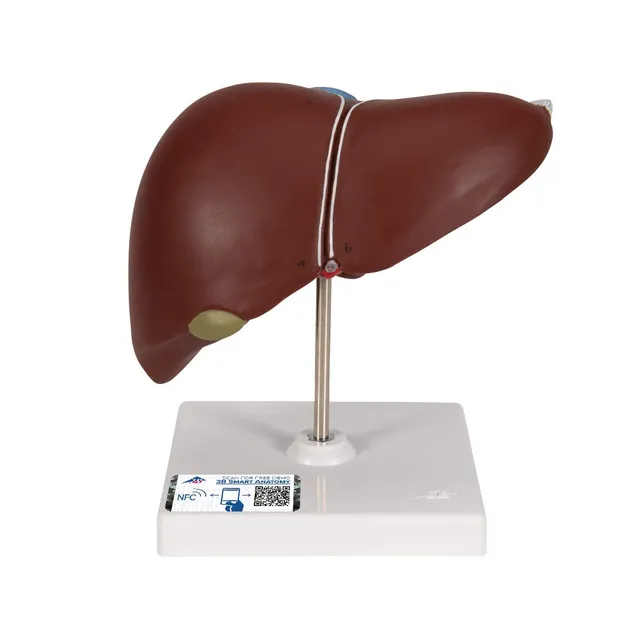 3b-scientific-lebermodell-mit-gallenblase-und-3b-smart-anatomy-app-18-x-18-x-12- image 1