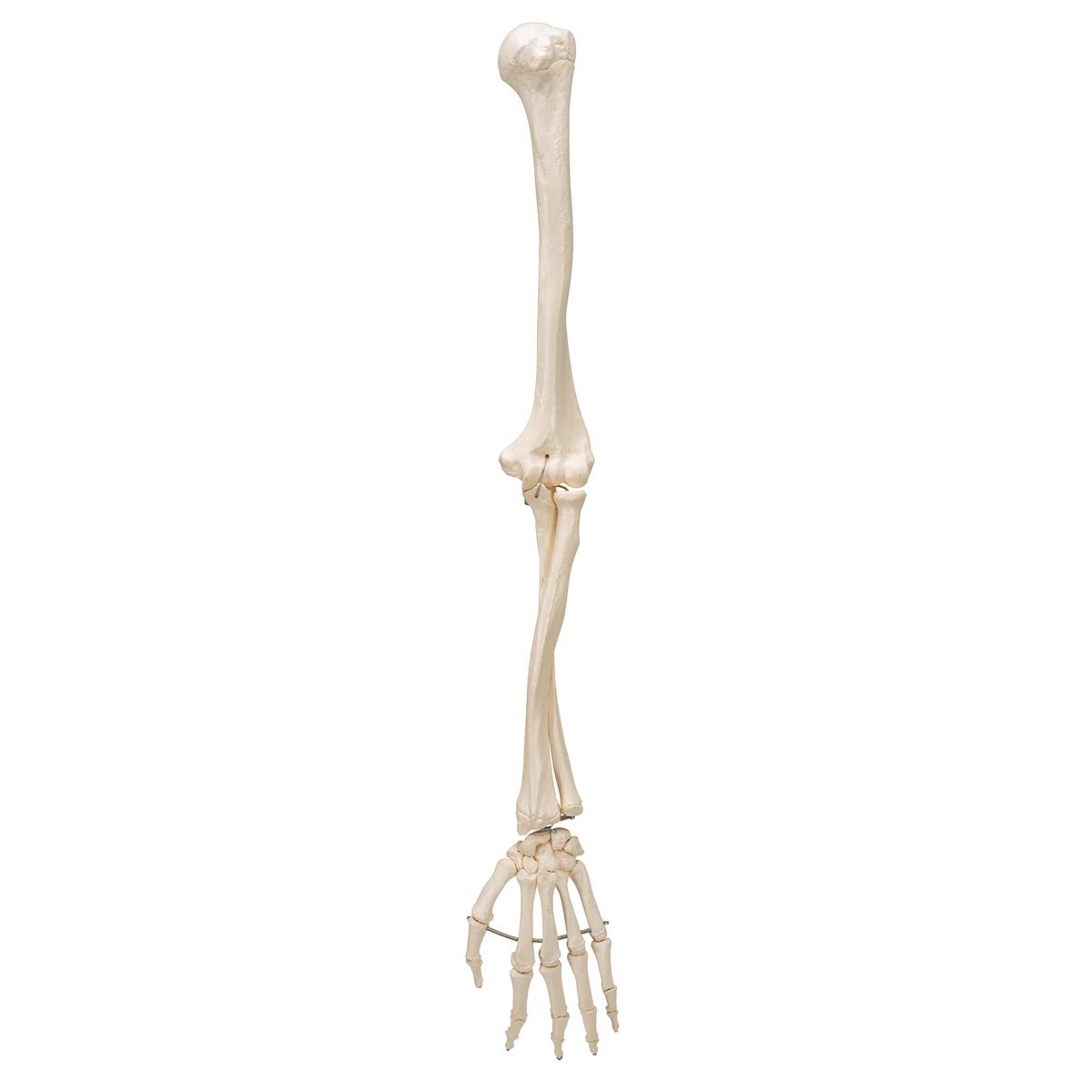 3b-scientific-armskelett-modell-mit-3b-smart-anatomy-app-menschliche-anatomie image 3